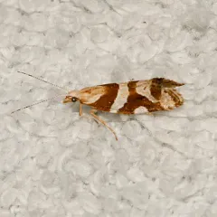 Eidophasia vanella thumbnail 3