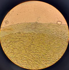 Square Gooseneck Moss thumbnail 3