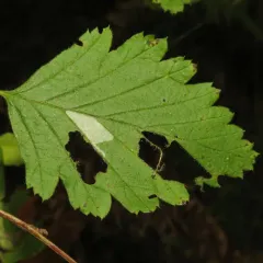 Phyllonorycter holodisci thumbnail 3