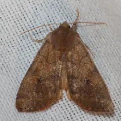 Smoked Sallow thumbnail 4