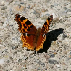 Compton Tortoiseshell thumbnail 4