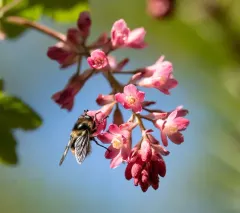 Williston's Bumble Fly thumbnail 4