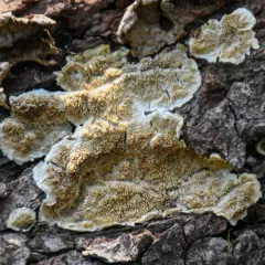 Serpula himantioides thumbnail 3