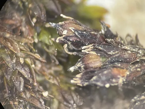 Orthotrichum euryphyllum