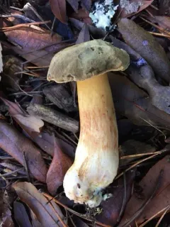 Suede Bolete thumbnail 3