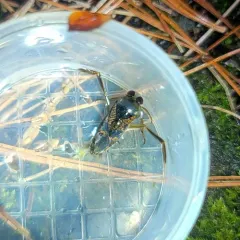 Notonecta irrorata thumbnail 3