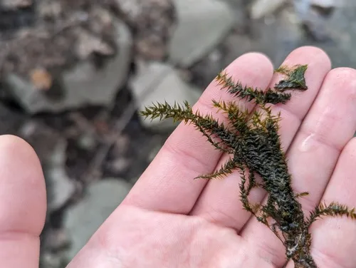 Streamside Leptodictyum Moss