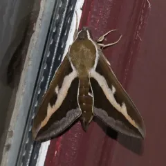 Bedstraw Hawkmoth thumbnail 1