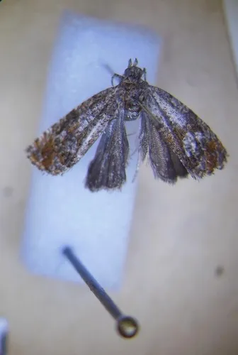 Olethreutes nananum