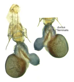 Eupithecia borealis thumbnail 2