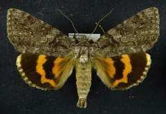 Umber Underwing thumbnail 2