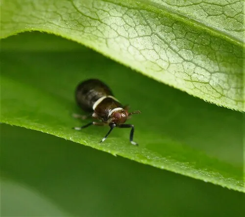 Pissonotus basalis