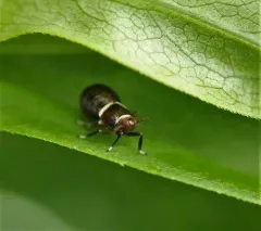 Pissonotus basalis thumbnail 1