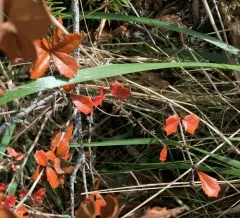Darwin's Barberry thumbnail 2