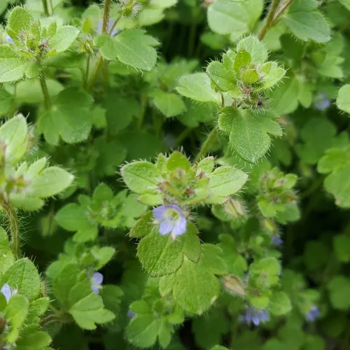 Ivy-leaved Speedwell