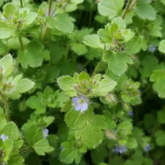 Ivy-leaved Speedwell thumbnail 1