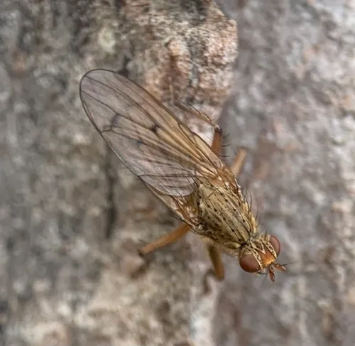 Furcate Dung Fly