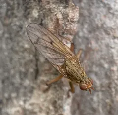 Furcate Dung Fly thumbnail 1