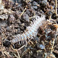 Common Flat-backed Millipede thumbnail 2