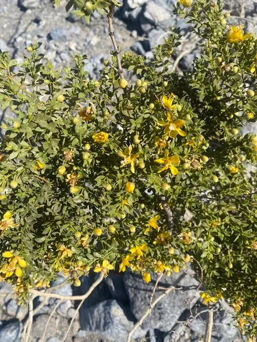 Creosote Bush