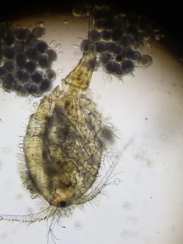 Diacyclops haueri