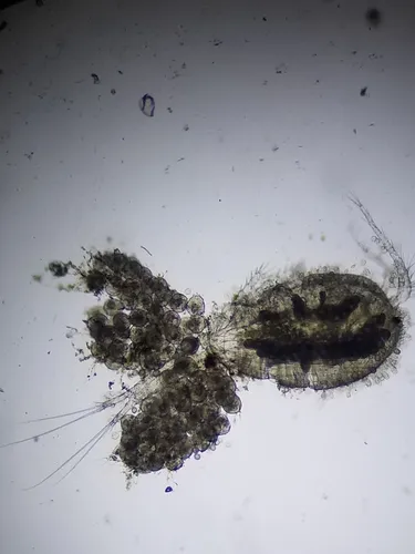 Acanthocyclops vernalis