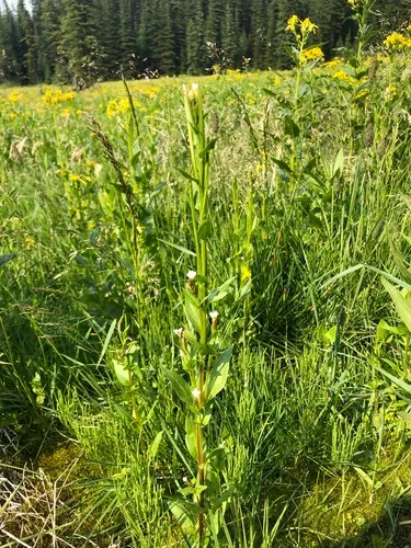 Rocky Mountain Willowherb