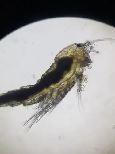 Attheyella nordenskioldii