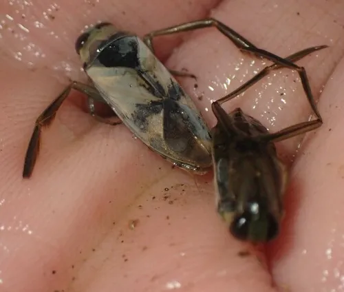 Notonecta insulata