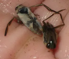 Notonecta insulata thumbnail 1