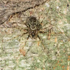 Northern Long-toothed Sheetweaver thumbnail 4