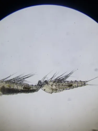 Bryocamptus hutchinsoni