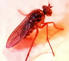 Pelastoneurus vagans thumbnail 3