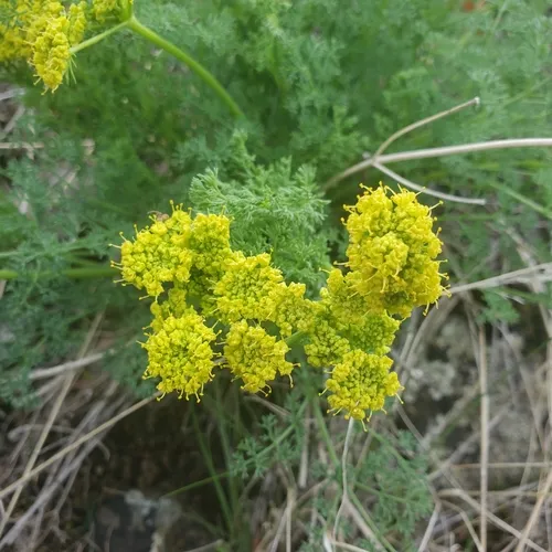 pungent desert parsley