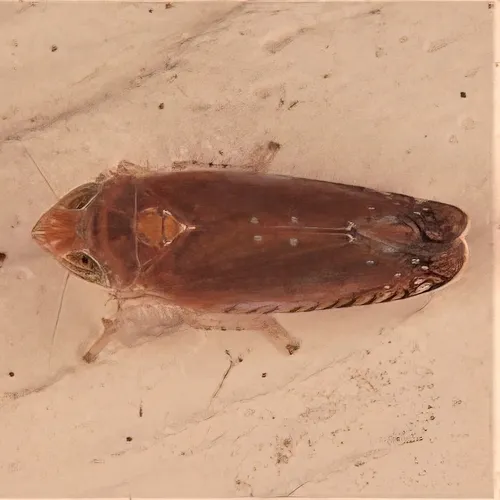 Scaphytopius fulvus