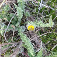 Hooker's Balsamroot thumbnail 2