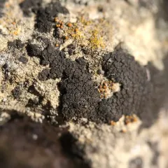 Verrucaria nigrescens thumbnail 4