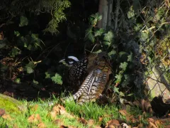 Reeves's Pheasant thumbnail 2