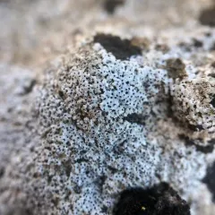 Bagliettoa calciseda thumbnail 4