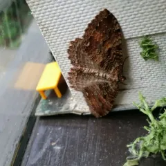 Tissue Moth thumbnail 1
