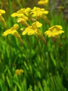 Threadleaf Primrose Monkeyflower thumbnail 2
