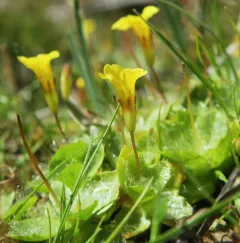 primrose monkeyflower thumbnail 4