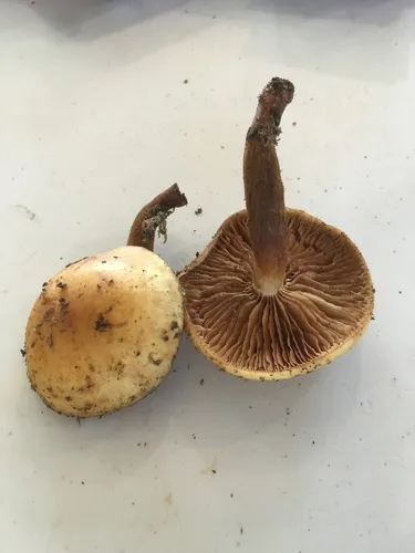 Flammula abieticola