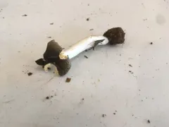Russula pseudotsugarum thumbnail 4