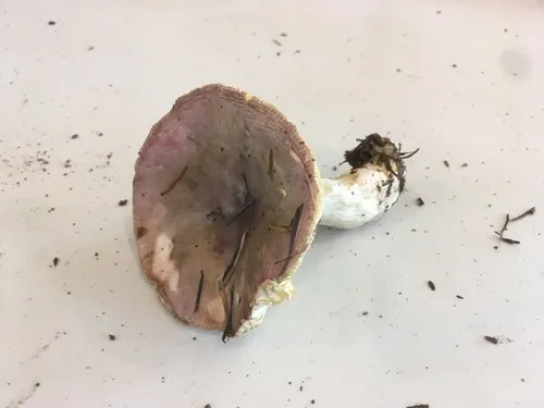 Russula salishensis