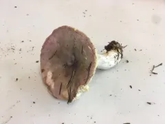 Russula salishensis thumbnail 1