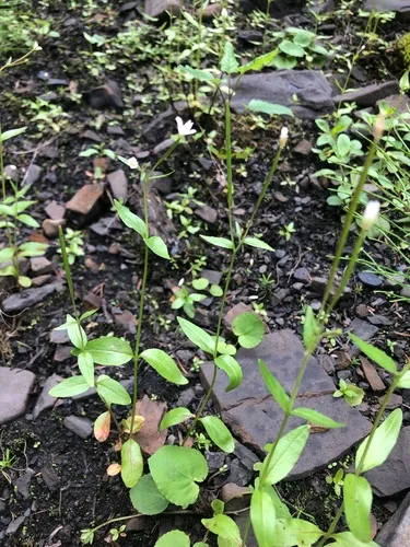 Slender-fruited Willowherb