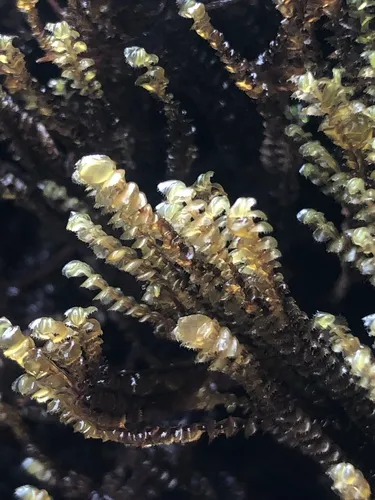 Plagiochila semidecurrens