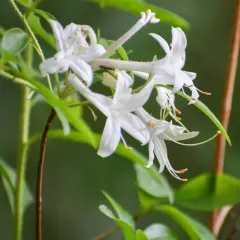swamp azalea thumbnail 3