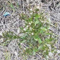 American burnweed thumbnail 3